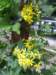 Roldana petasitis or Velvet Groundsel or California Geranium